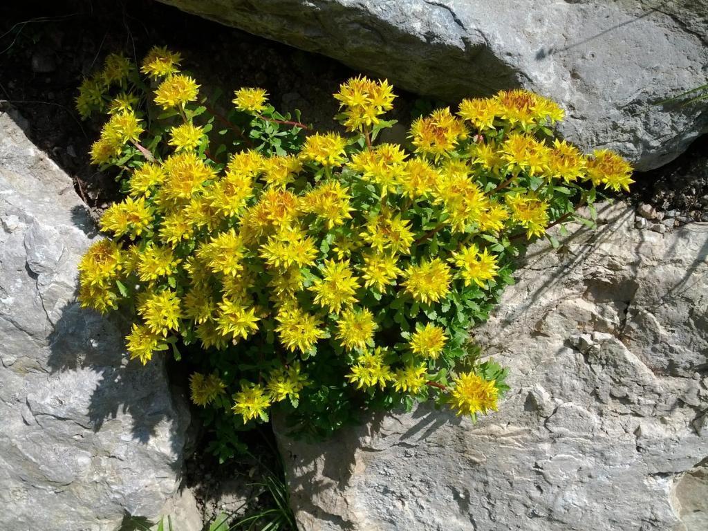 Villa Otto Santa Cristina Val Gardena 外观 照片