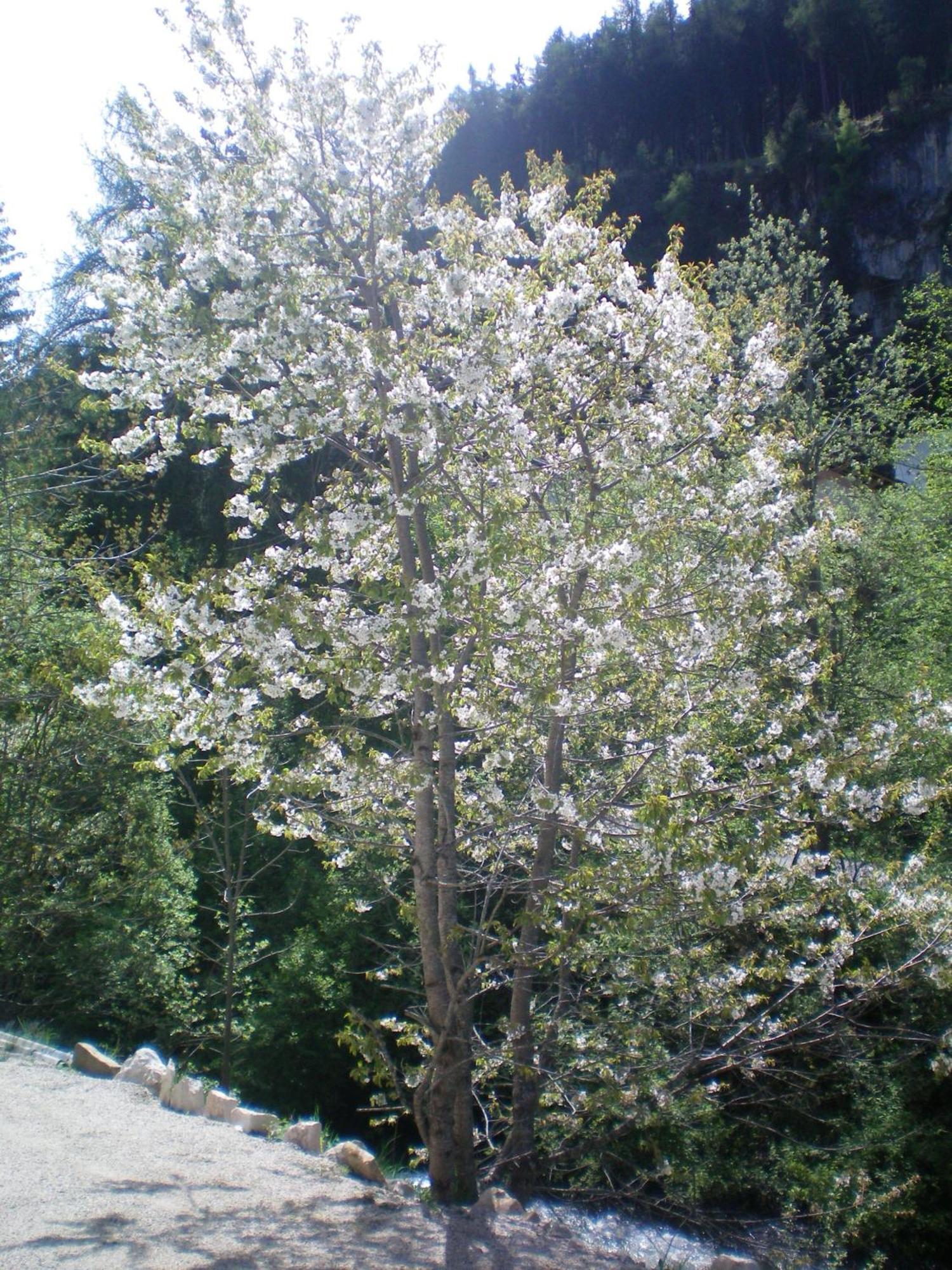 Villa Otto Santa Cristina Val Gardena 外观 照片
